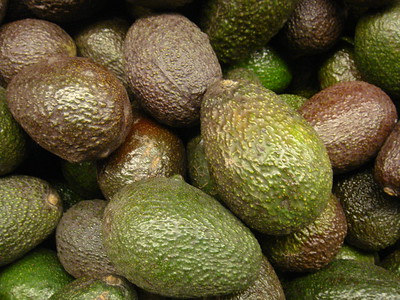Hass variety avocados. note dark brown and pebble surface hass avocados.