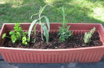 healthy herbs