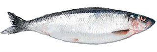 herring fish