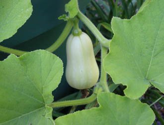 butternut squash is growing on a vine