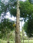 jackfruit-tree