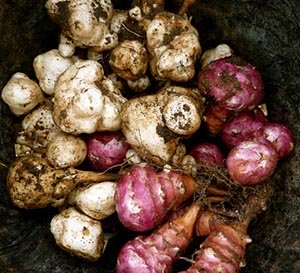 sunchoke tubers