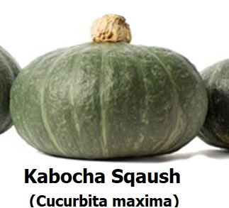 kabocha squash