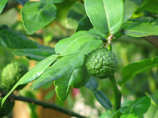 Kaffir (Makrut) lime leaves and fruits