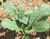 Plain leaf kale