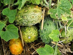 horned melon nutrition facts and health benefits