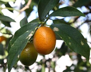 kumquat fruits