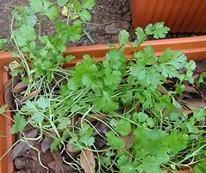 leaf coriander