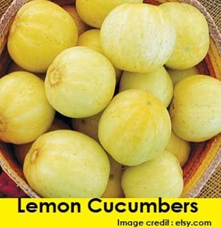 Lemon cucumbers