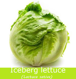 Iceberg lettuce