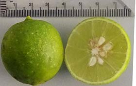 limes