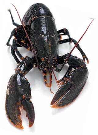 American lobster