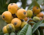 loquats in bunch