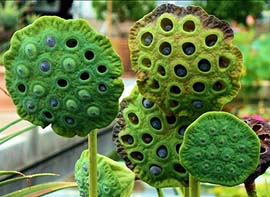 lotus seed fruit pods