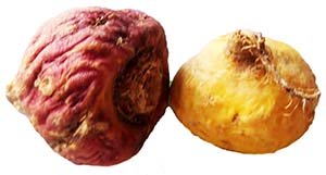 maca root