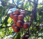 Macadamia foliage with nuts