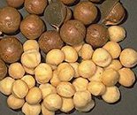 macadamia nuts