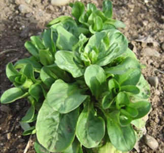 Lamb's lettuce