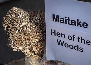 maitake mushroom