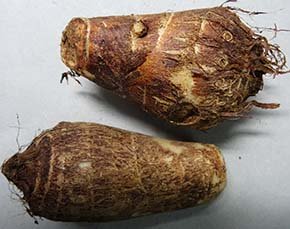 malanga root
