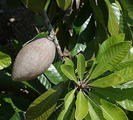 Pouteria sapota plant