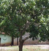Mango tree-Mangifera indica