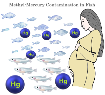 mercury-contamination-in-fish