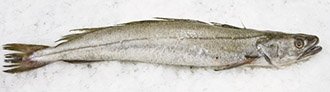 European Hake fish