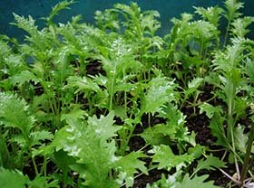 Mizuna or kyona (Japanese mustard) greens