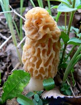 morel mushroom