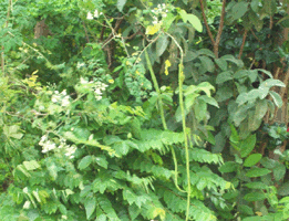 Moringa oleifera plant. Note for foliage, flowers, and pods.
