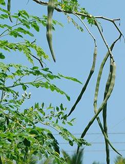 Featured image of post Steps to Make Hagod Bunga Ng Malunggay In English
