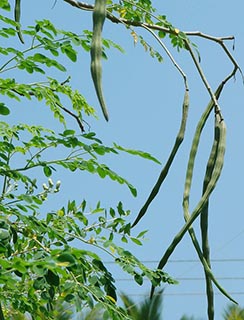 moringa oleifera