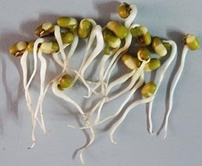 mung bean sprouts