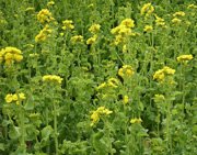 mustard plant