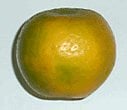 Nagpur orange from India