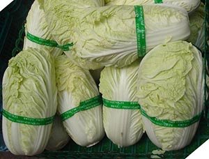 Napa cabbage