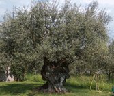 Olive tree-Olea europaea