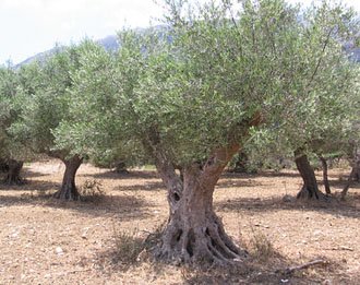 olive-tree