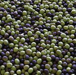 fresh olive fruits