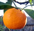 mandarine orange
