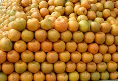 oranges- Citrus sinensis.