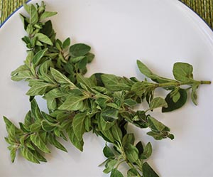 Fresh oregano