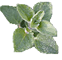 oregano herb