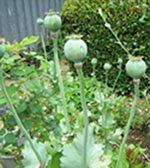 papaver somniferum plant