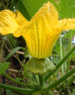 Pattypan (scallop) squash