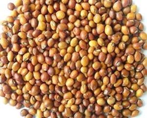  Dry pigeon-pea-seeds