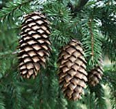 pine cones