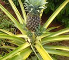 Ananas comosus