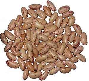 pinto beans